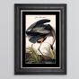 Great Blue Heron Framed Print - In Stock