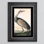 Hooping Crane Framed Print - In Stock