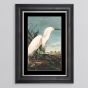 Snowy Heron Framed Print - In Stock
