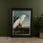 Snowy Heron Framed Print