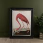 American Flamingo Frame Print