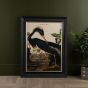 Louisiana Heron Framed Print 