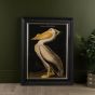 White Pelican Framed Print