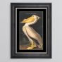 White Pelican Framed Print - In Stock