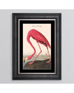 American Flamingo Frame Print - In Stock