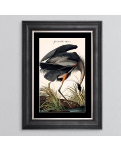 Great Blue Heron Framed Print - In Stock