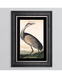 Hooping Crane Framed Print - In Stock