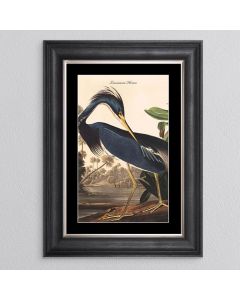 Louisiana Heron Framed Print - In Stock