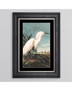 Snowy Heron Framed Print - In Stock