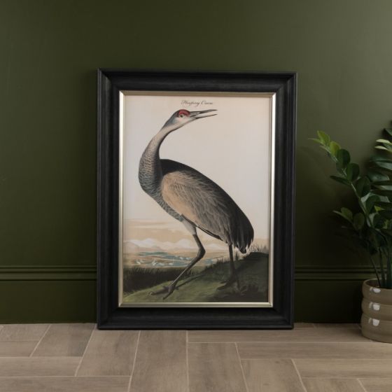 Hooping Crane Framed Print