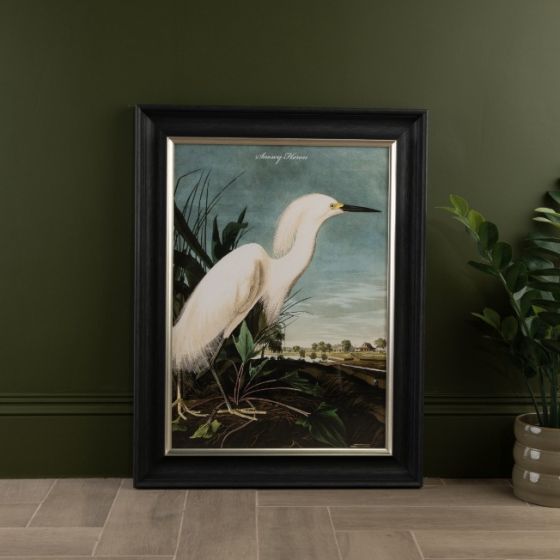 Snowy Heron Framed Print