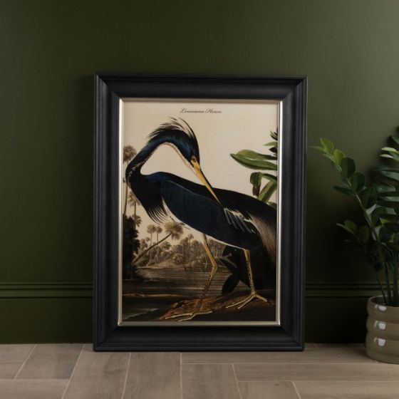 Louisiana Heron Framed Print 