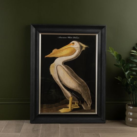 White Pelican Framed Print