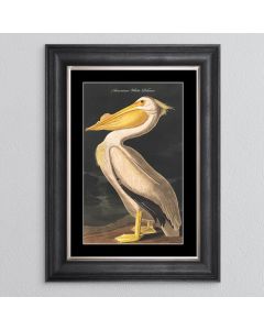 White Pelican Framed Print - In Stock