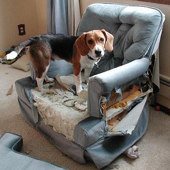 How to Pet-Proof your Furniture