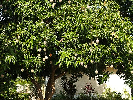 A Day in the Life of the Mango Tree