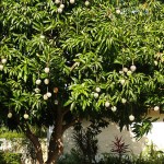 A Day in the Life of the Mango Tree