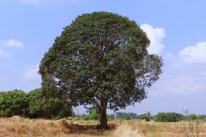 Mango Tree